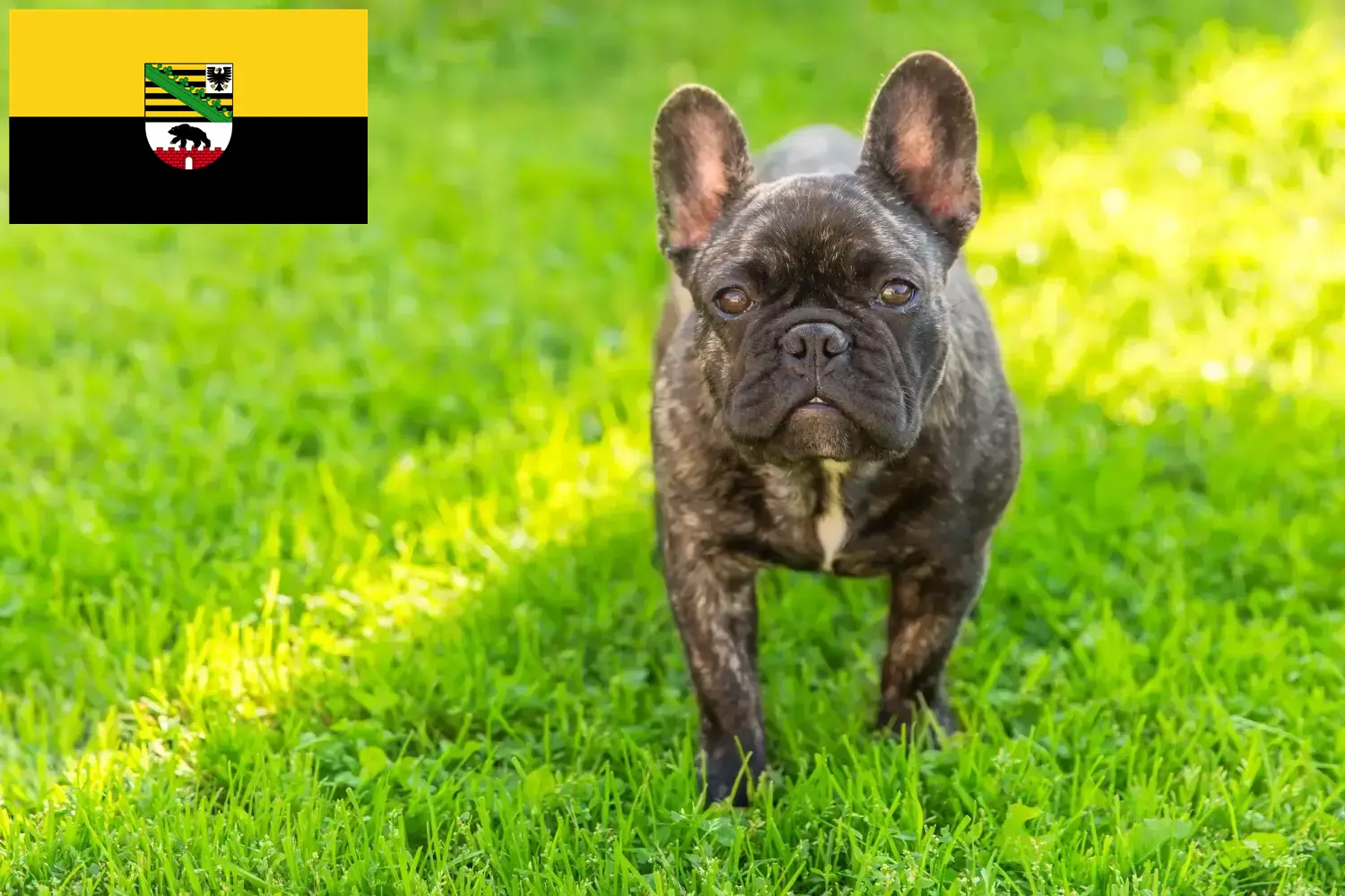 Read more about the article French Bulldog breeders and puppies in Saxony-Anhalt