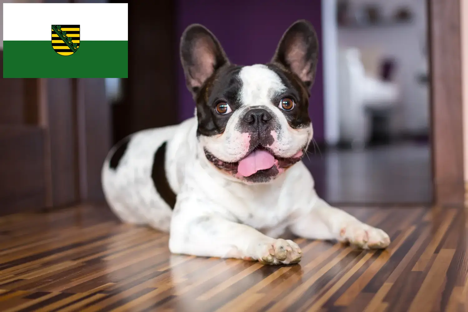 Read more about the article French Bulldog breeders and puppies in Saxony