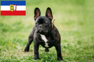 Read more about the article French Bulldog breeders and puppies in Schleswig-Holstein