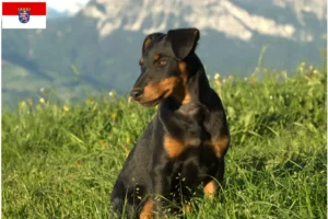 Read more about the article German Hunting Terrier breeders and puppies in Hessen