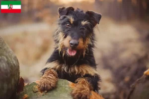 Read more about the article German Hunting Terrier breeders and puppies in North Rhine-Westphalia