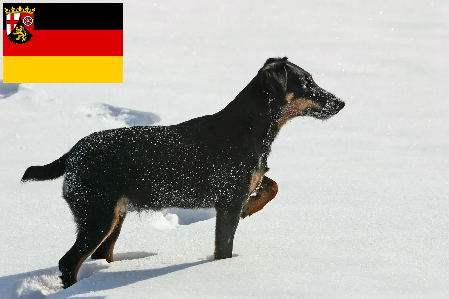 Read more about the article German Hunting Terrier breeders and puppies in Rhineland-Palatinate