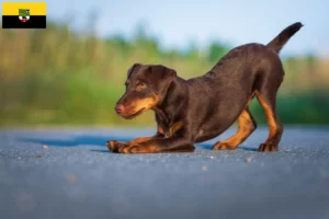 Read more about the article German Hunting Terrier breeders and puppies in Saxony-Anhalt