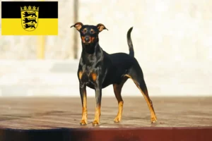 Read more about the article German Pinscher breeders and puppies in Baden-Württemberg