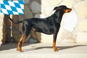 Read more about the article German Pinscher breeders and puppies in Bavaria