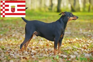 Read more about the article German Pinscher breeder and puppies in Bremen