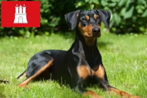 Read more about the article German Pinscher breeder and puppies in Hamburg