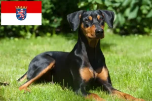 Read more about the article German Pinscher breeders and puppies in Hessen