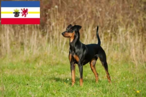 Read more about the article German Pinscher breeders and puppies in Mecklenburg-Vorpommern