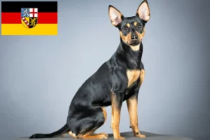 Read more about the article German Pinscher breeder and puppies in Saarland