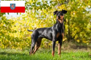 Read more about the article German Pinscher breeders and puppies in Thuringia