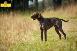 Read more about the article German Shorthair breeders and puppies in Baden-Württemberg