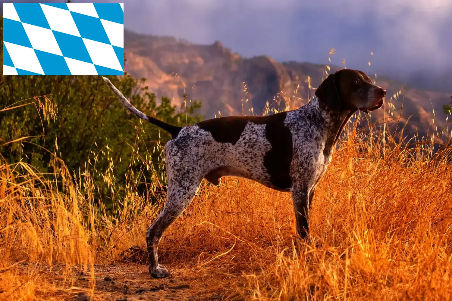 Read more about the article German Shorthair breeders and puppies in Bavaria