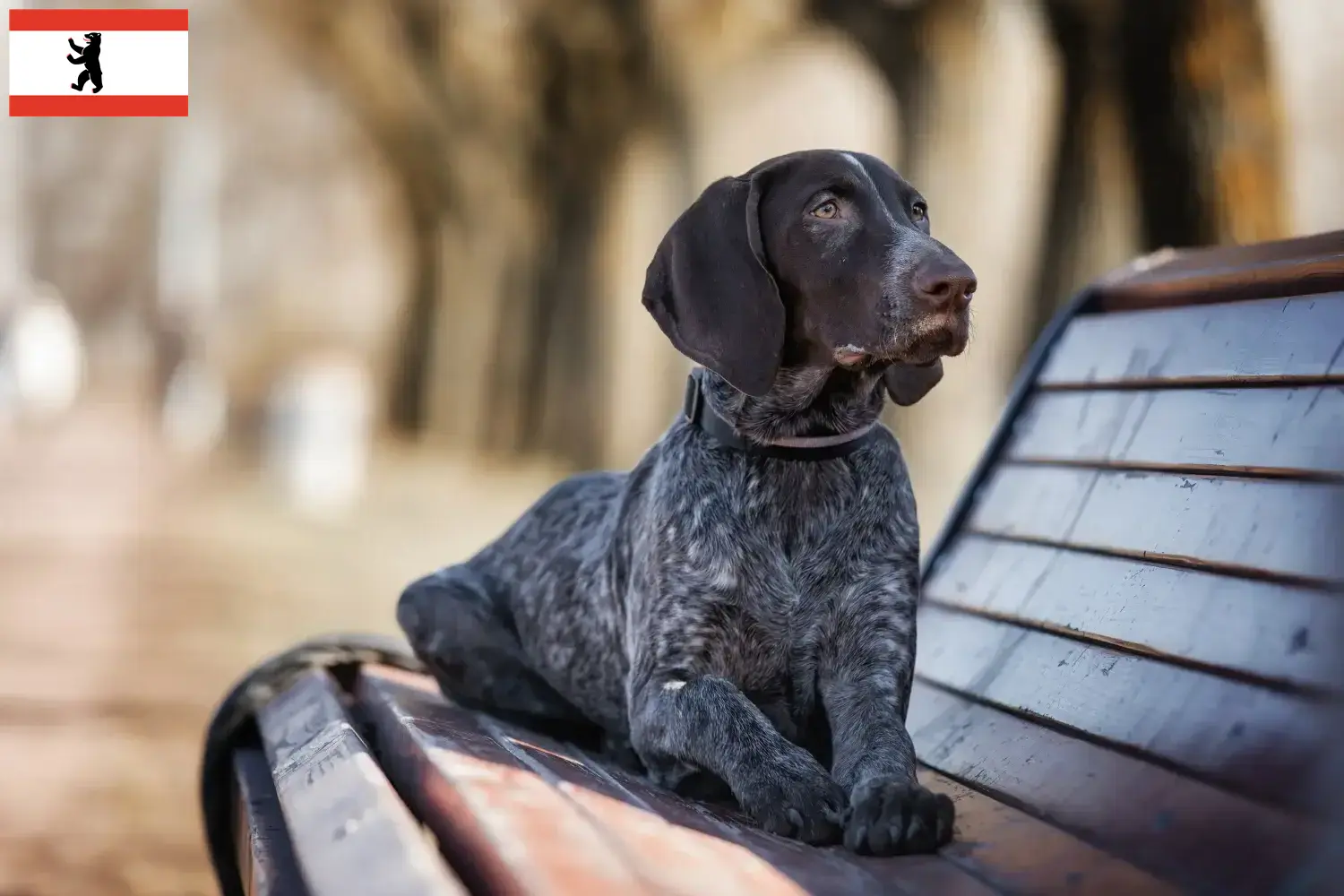 Read more about the article German Shorthair breeders and puppies in Berlin