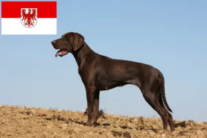 Read more about the article German Shorthair breeders and puppies in Brandenburg