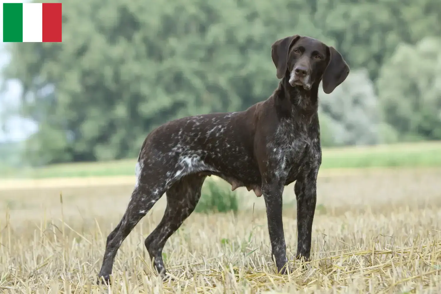 Read more about the article German Shorthair breeders and puppies in Italy