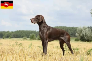 Read more about the article German Shorthair breeders and puppies in Lower Saxony