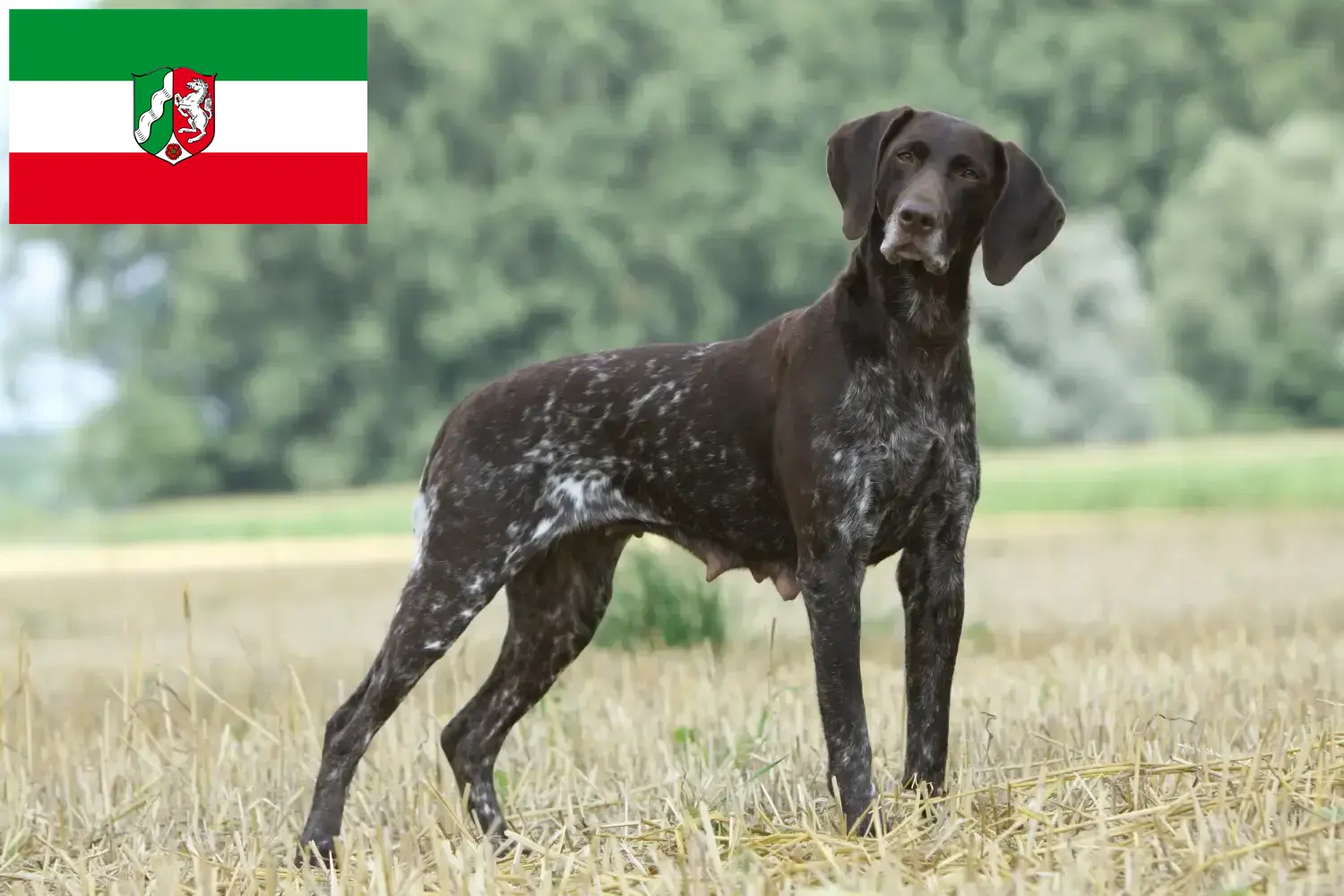 Read more about the article German Shorthair breeders and puppies in North Rhine-Westphalia