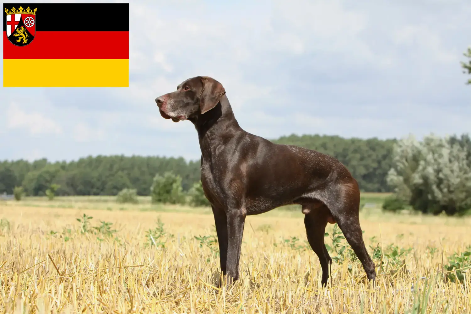 Read more about the article German Shorthair breeders and puppies in Rhineland-Palatinate