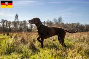 Read more about the article German Shorthair breeders and puppies in Saarland
