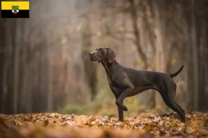 Read more about the article German Shorthair breeders and puppies in Saxony-Anhalt