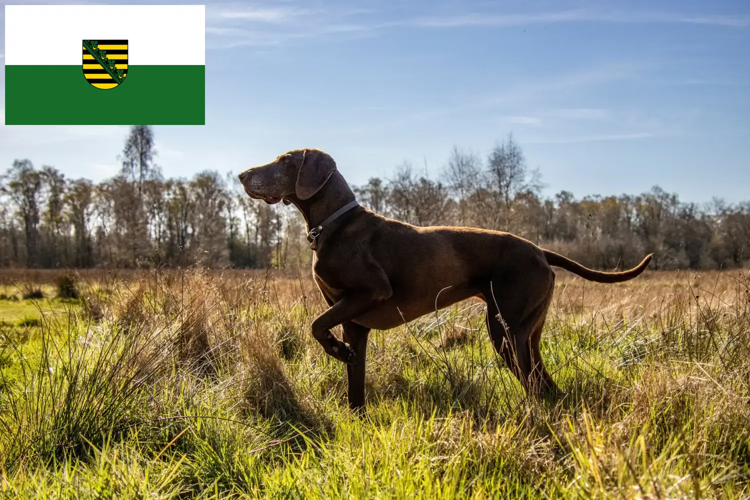 Read more about the article German Shorthair breeders and puppies in Saxony