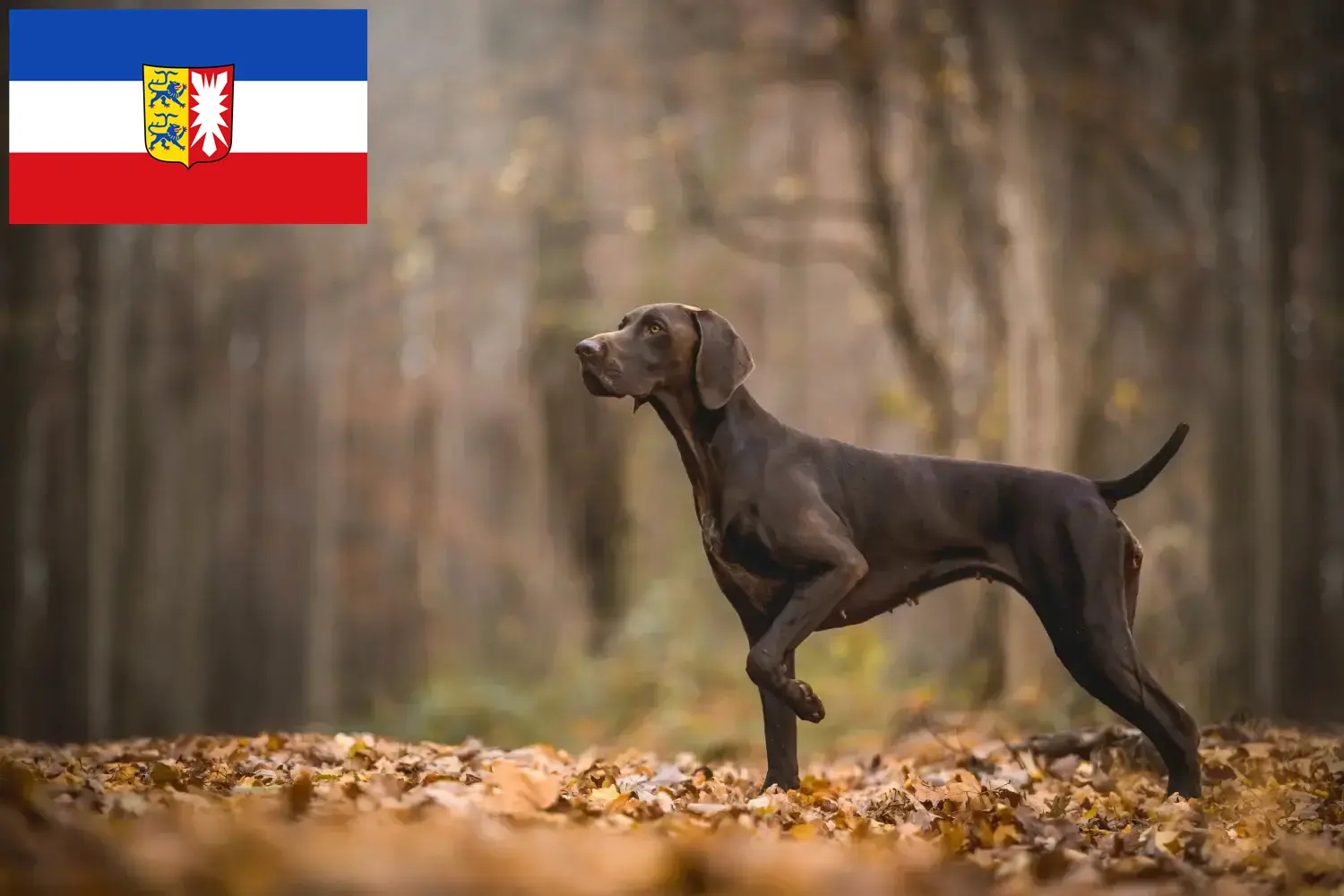 Read more about the article German Shorthair breeders and puppies in Schleswig-Holstein