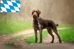 Read more about the article Deutsch Drahthaar breeders and puppies in Bavaria