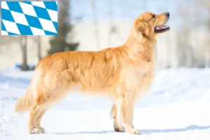 Read more about the article Golden Retriever breeders and puppies in Bavaria