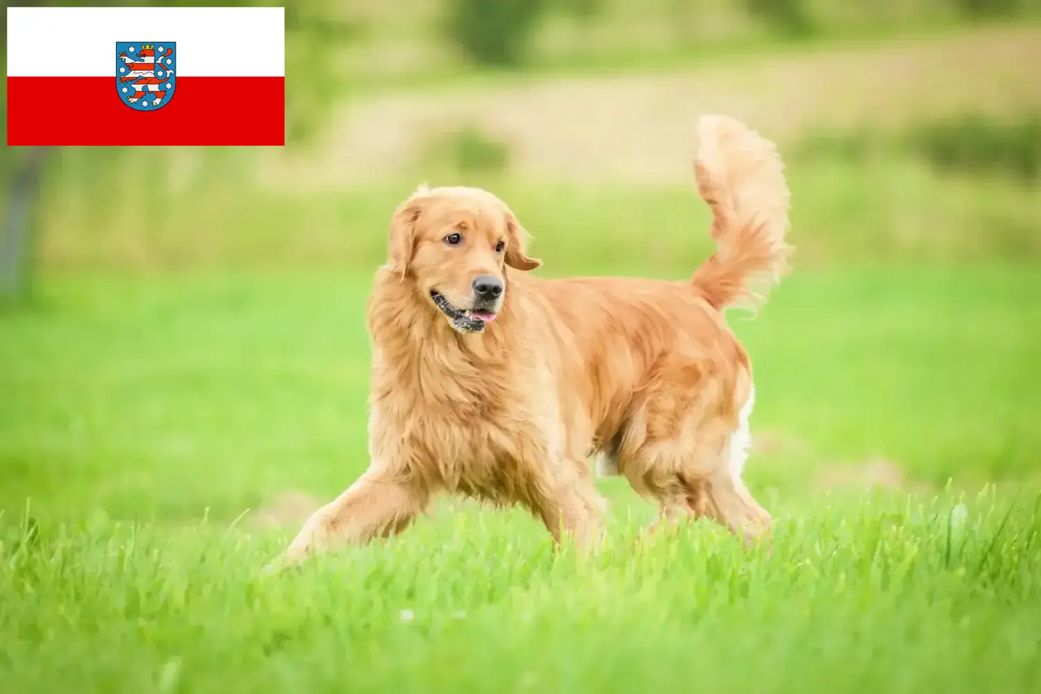 Read more about the article Golden Retriever breeders and puppies in Thuringia