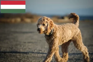 Read more about the article Goldendoodle breeders and puppies in Hungary