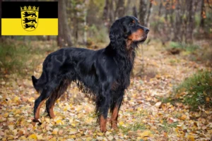 Read more about the article Gordon Setter breeders and puppies in Baden-Württemberg