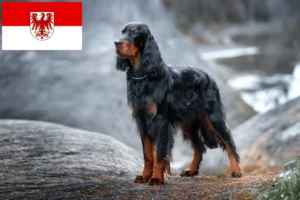 Read more about the article Gordon Setter breeders and puppies in Brandenburg