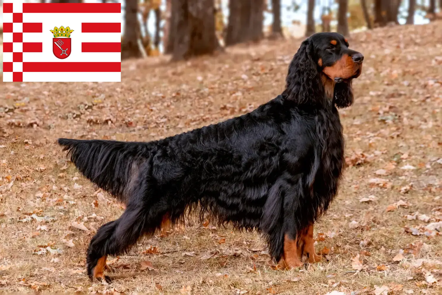 Read more about the article Gordon Setter breeder and puppies in Bremen