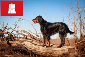 Read more about the article Gordon Setter breeders and puppies in Hamburg