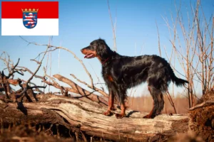 Read more about the article Gordon Setter breeders and puppies in Hessen