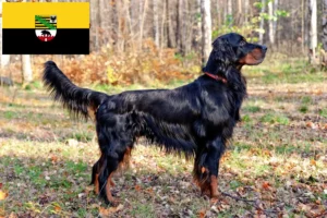 Read more about the article Gordon Setter breeders and puppies in Saxony-Anhalt