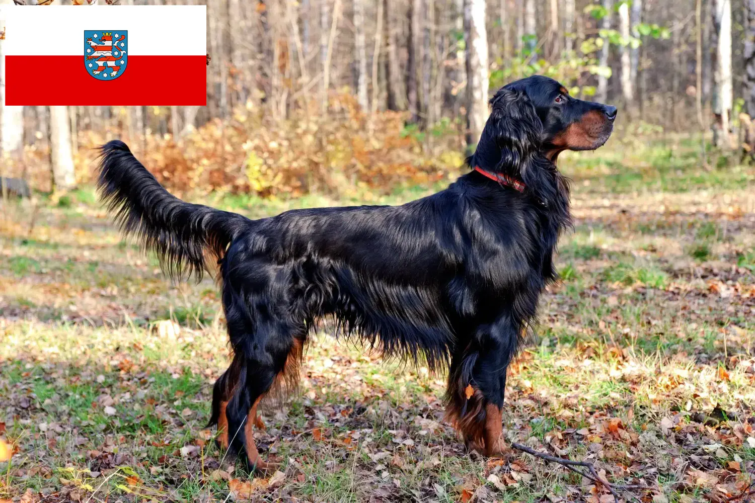 Read more about the article Gordon Setter breeders and puppies in Thuringia