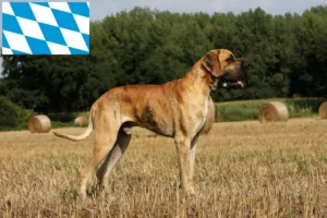 Read more about the article Great Dane breeders and puppies in Bavaria