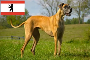 Read more about the article Great Dane breeder and puppies in Berlin