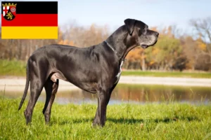 Read more about the article Great Dane breeders and puppies in Rhineland-Palatinate