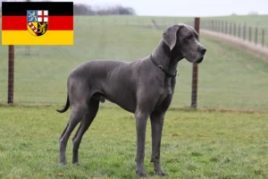 Read more about the article Great Dane breeders and puppies in Saarland