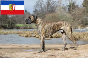 Read more about the article Great Dane breeders and puppies in Schleswig-Holstein