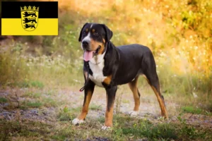 Read more about the article Large Swiss Mountain Dog Breeder and Puppies in Baden-Württemberg