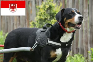 Read more about the article Great Swiss Mountain Dog breeder and puppies in Brandenburg