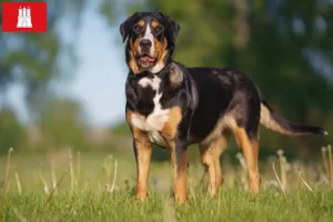 Read more about the article Great Swiss Mountain Dog breeder and puppies in Hamburg