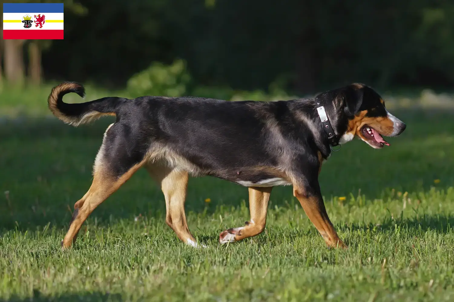 Read more about the article Large Swiss Mountain Dog Breeder and Puppies in Mecklenburg-Vorpommern