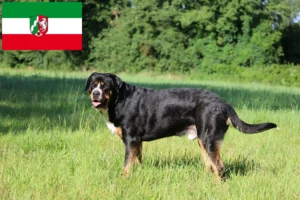 Read more about the article Great Swiss Mountain Dog breeder and puppies in North Rhine-Westphalia