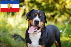 Read more about the article Great Swiss Mountain Dog breeder and puppies in Schleswig-Holstein