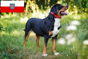 Read more about the article Swiss Mountain Dog breeder and puppies in Thuringia